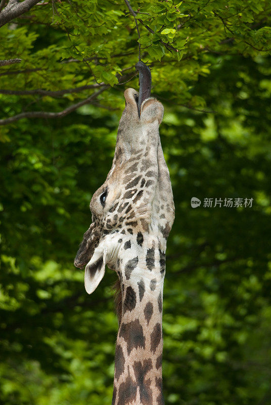 长颈鹿喂食时间