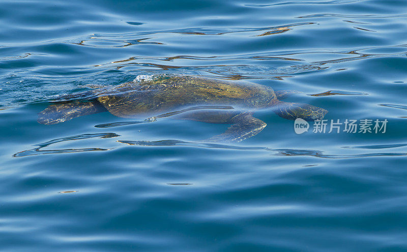 绿海龟，夏威夷