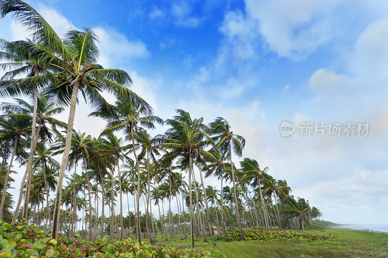椰子树森林