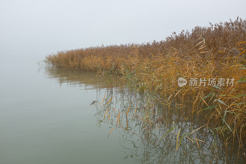 雾天芦苇在水中