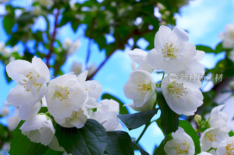 茉莉花