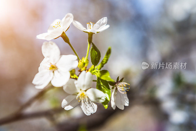 樱花樱花