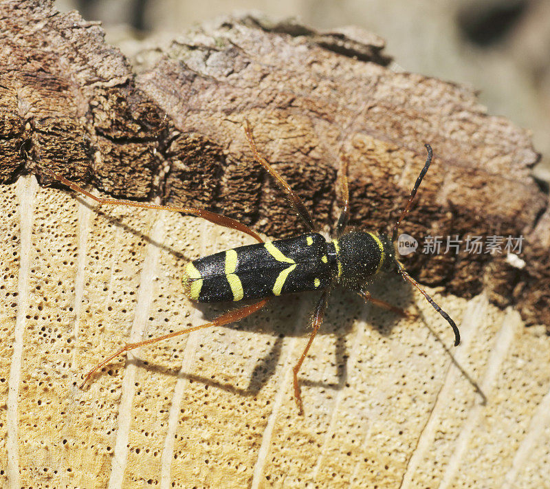 甲虫:黄蜂甲虫