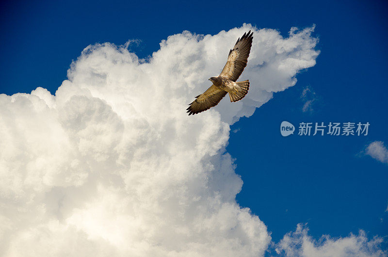 翱翔的斯文森的老鹰特写和蓝色的夏日天空
