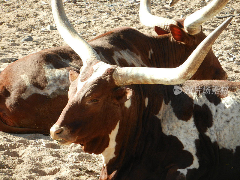 Watusi(踝牛)