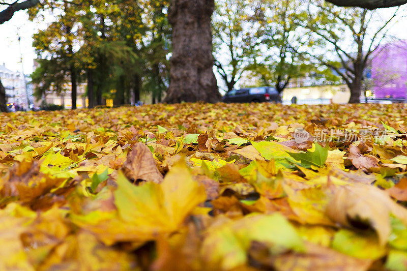 橡树叶落在地上，美丽的秋天