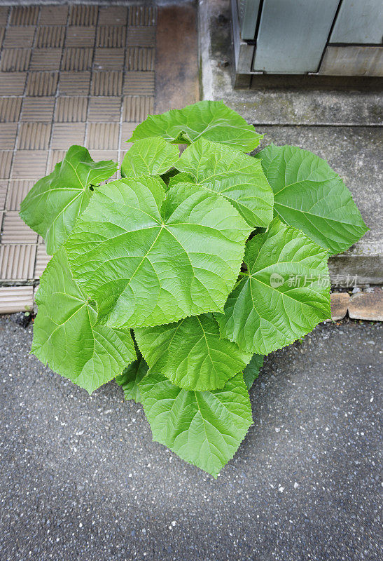 植物生长在沥青与复制空间