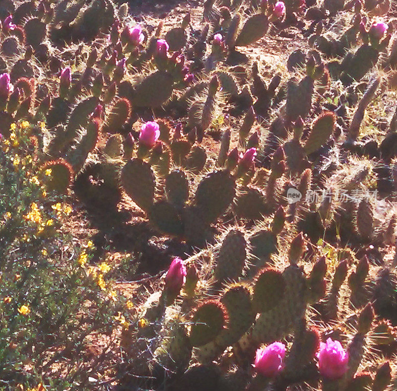 特写地毯多刺梨仙人掌植物在春季洛克维尔犹他州