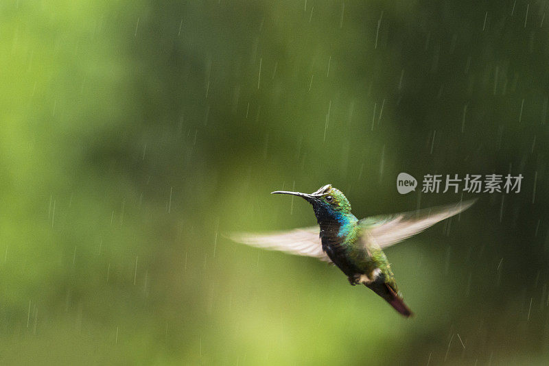 黑喉芒果(黑疽胸)