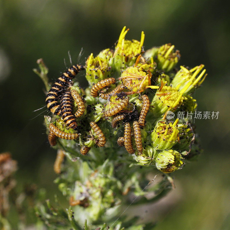 豚草生长点上朱砂蛾幼虫