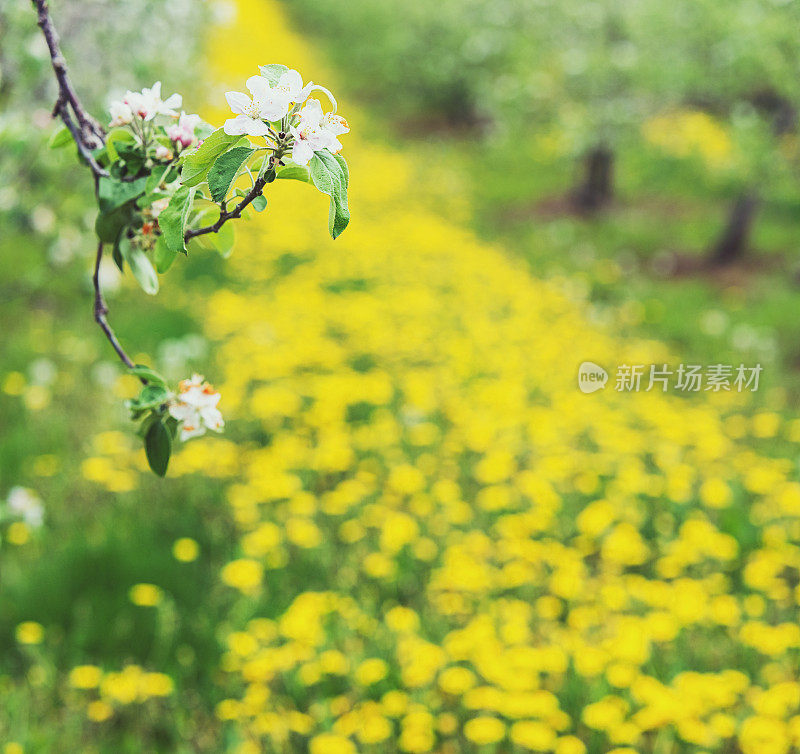 果园里的苹果花