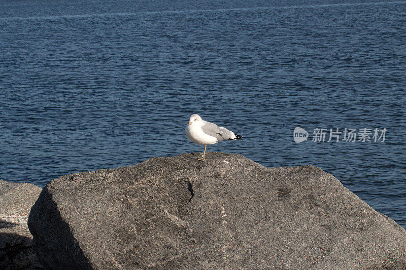 一只海鸥