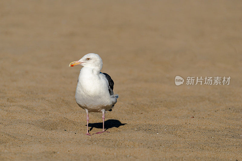 西部黄金