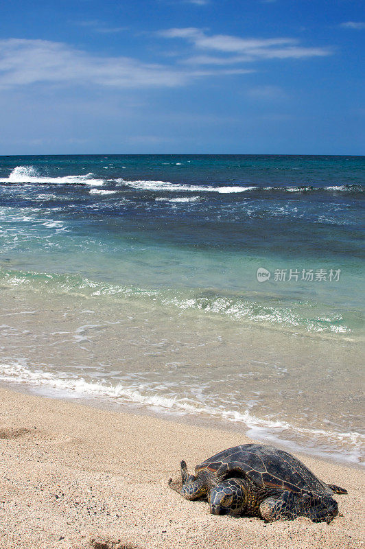 海滩上的海龟