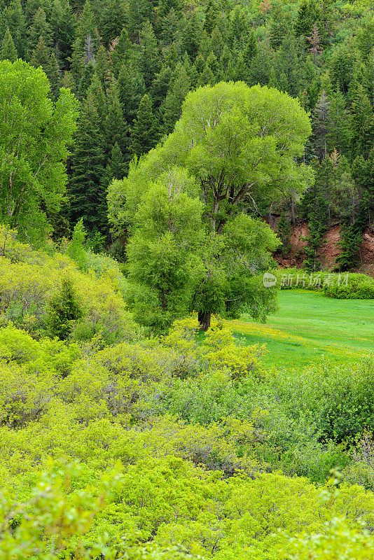 健康的绿色葱郁的森林在春天