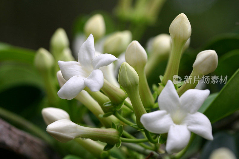 白色的铁荆花和花蕾