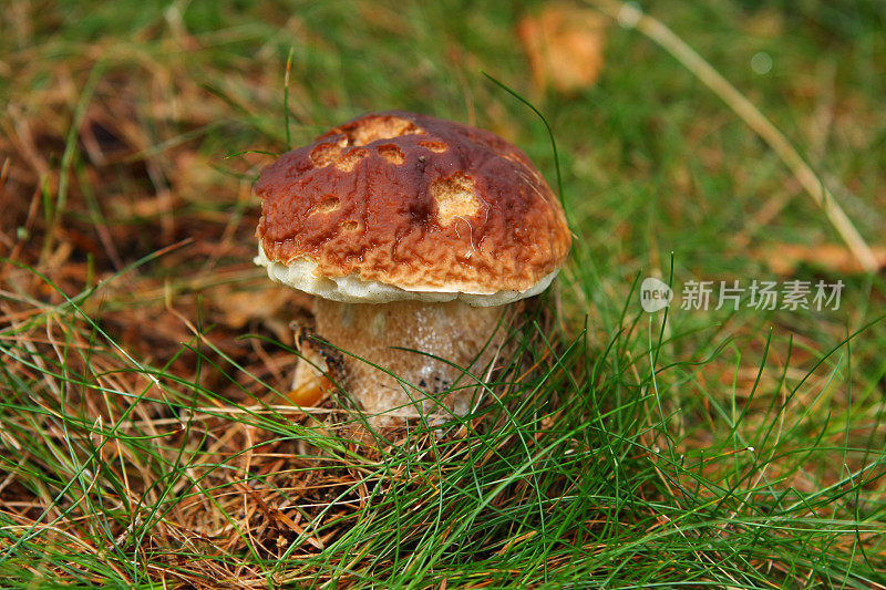 自然界中意味轩……牛肝菌菇
