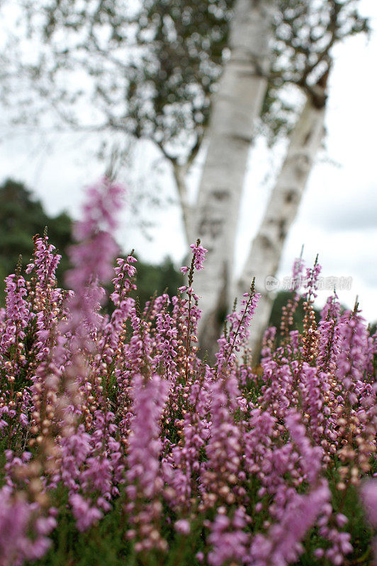 Heathermoor在秋天