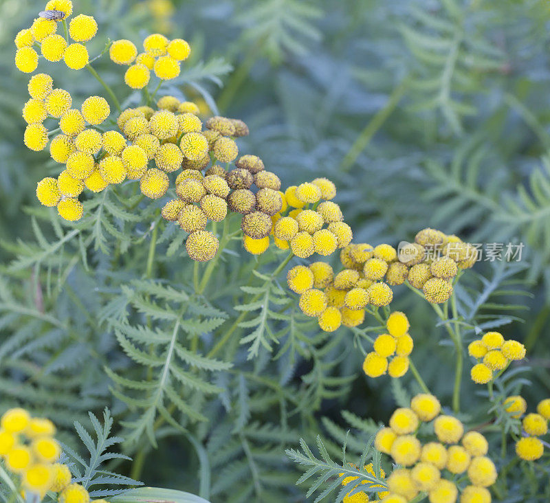 艾菊(Tanacetum)