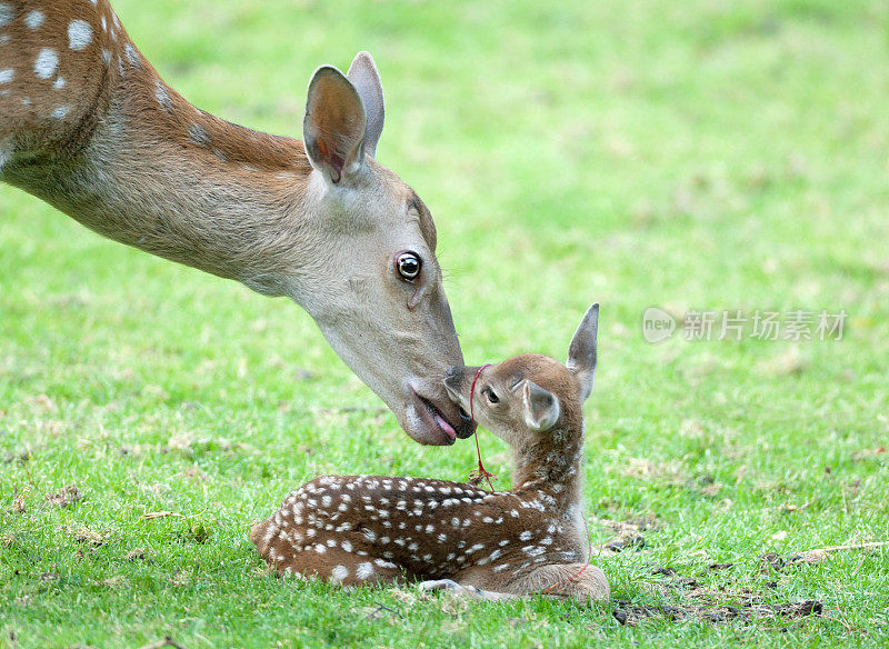 刚出生婴儿的母鹿