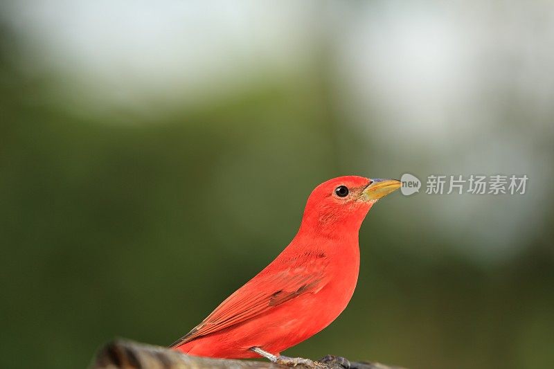 夏天唐纳雀