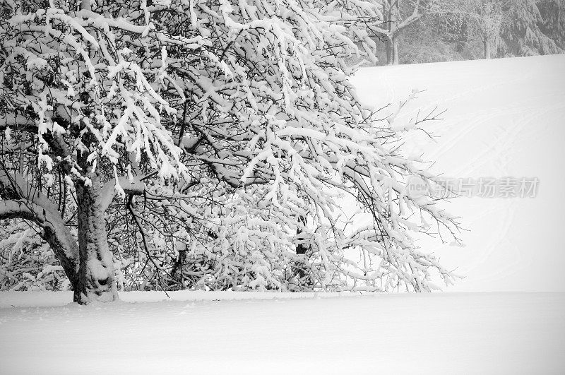 树上的新雪