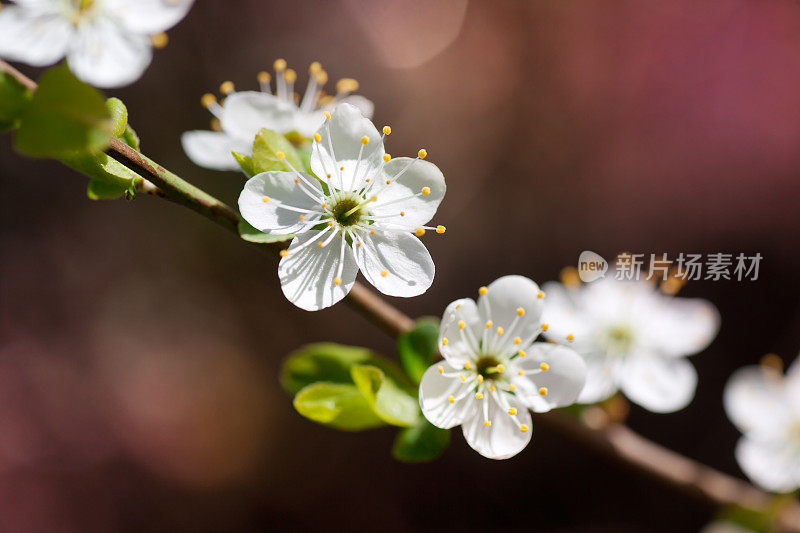 樱花