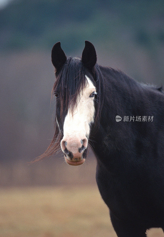 黑马肖像