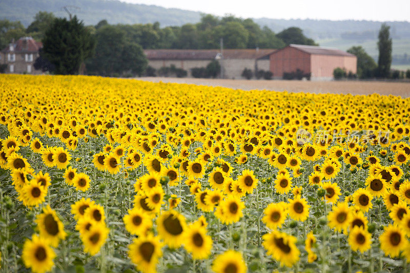 法国香槟区，农场里盛开的向日葵