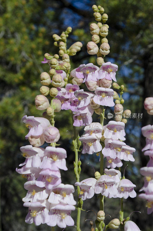 帕尔默的胡子舌或粉红色的Penstemon