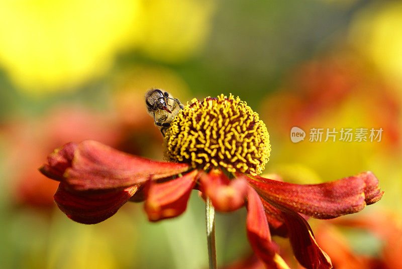 红日新娘上的蜜蜂