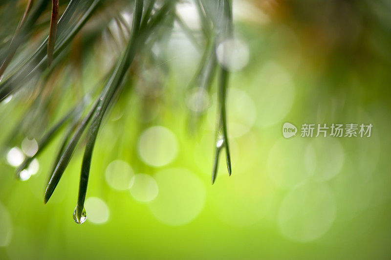 雨滴落在松针上