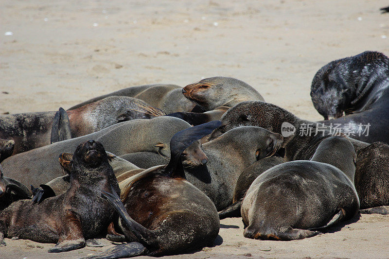 纳米比亚:沃尔维斯湾棕色毛皮海豹的栖息地