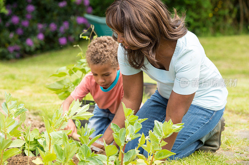 非洲裔美国妇女和她的儿子园艺