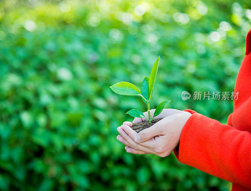 手中有小植物