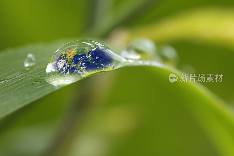 带雨滴的叶子