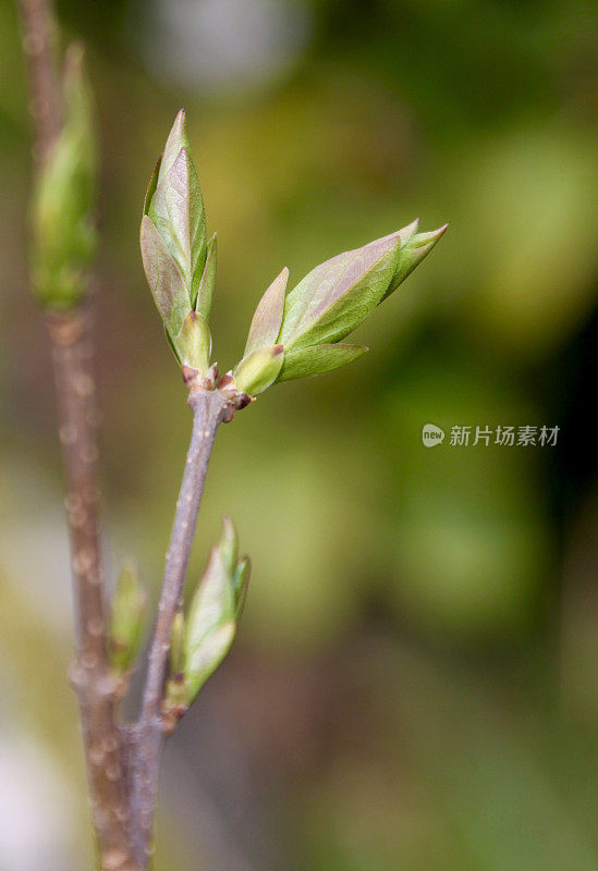 紫丁香开始开花了