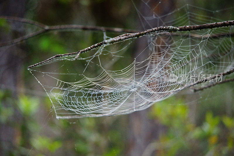 露水覆盖着森林里的蜘蛛网