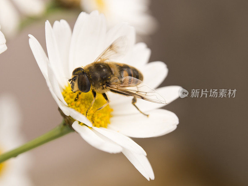 蜜蜂在花朵