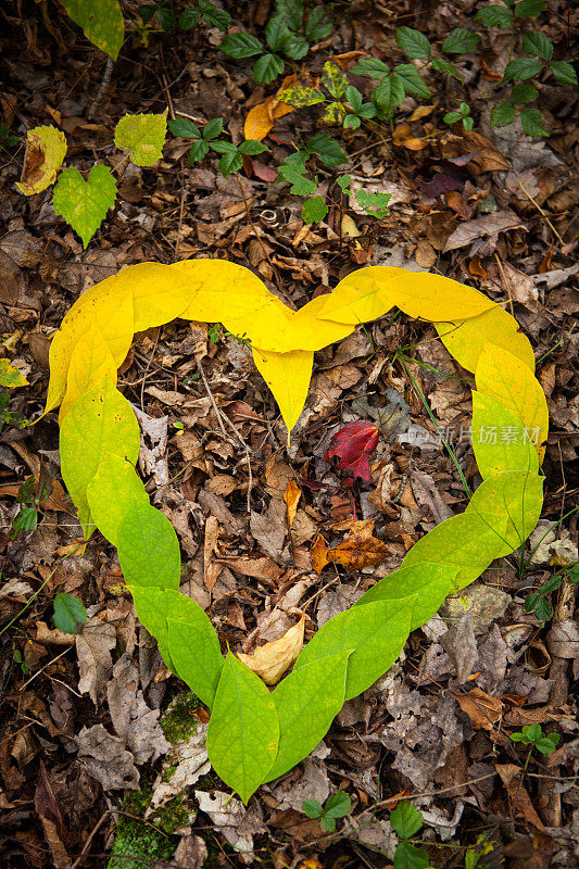 绿色和黄色的叶子排成心形。
