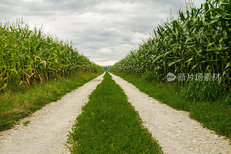 玉米地之间的土路