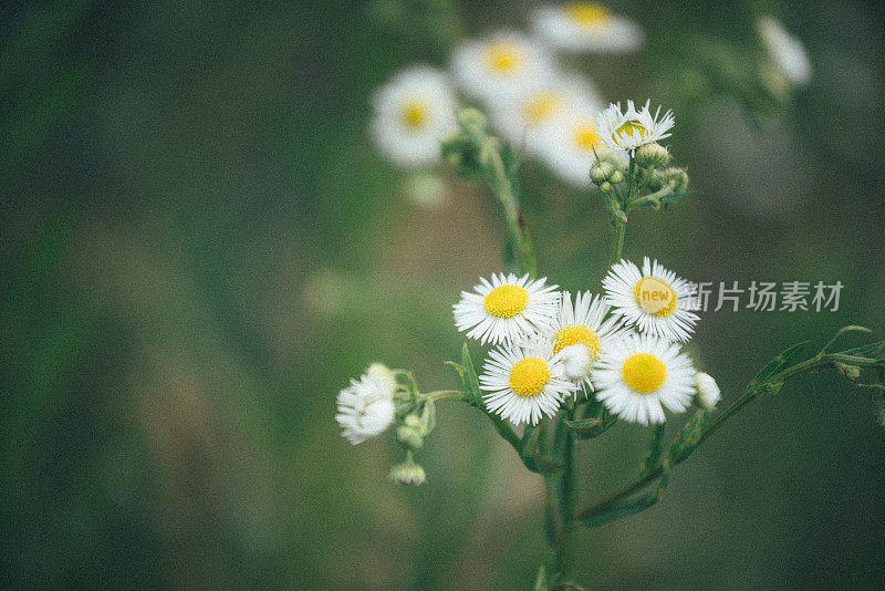 夏季的洋甘菊