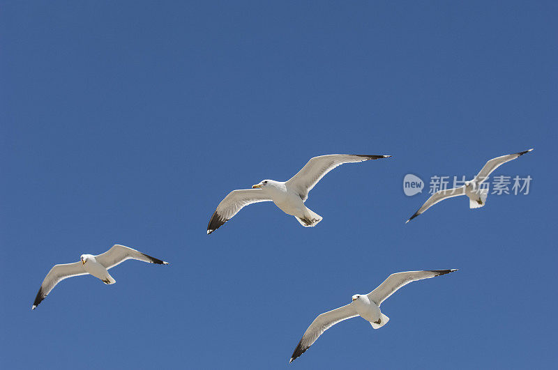 加利福尼亚海鸥在头顶飞过