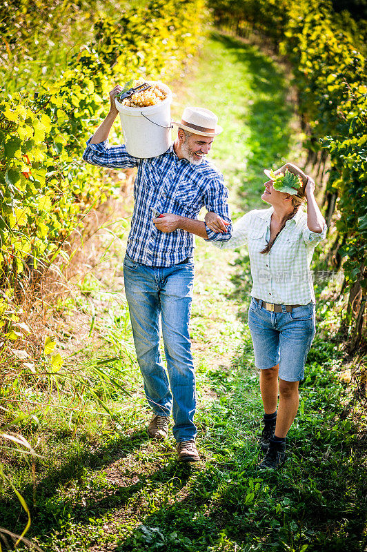 幸福的夫妇收获葡萄