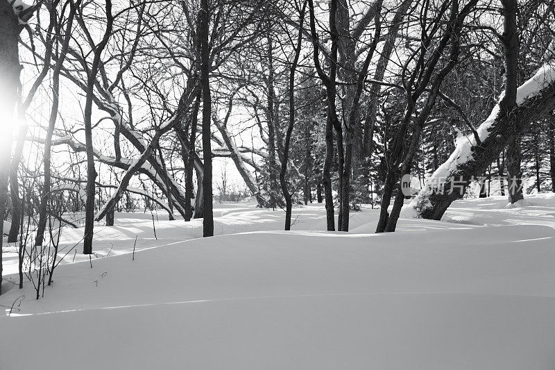 明尼苏达冬季森林-雪堆，阳光和树木