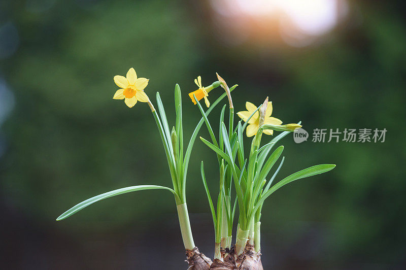 水仙在早晨开花