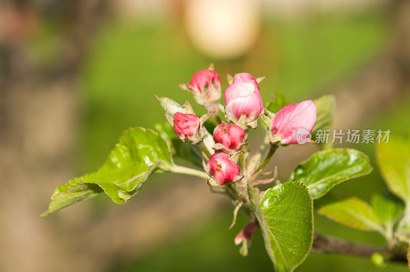 苹果树开花