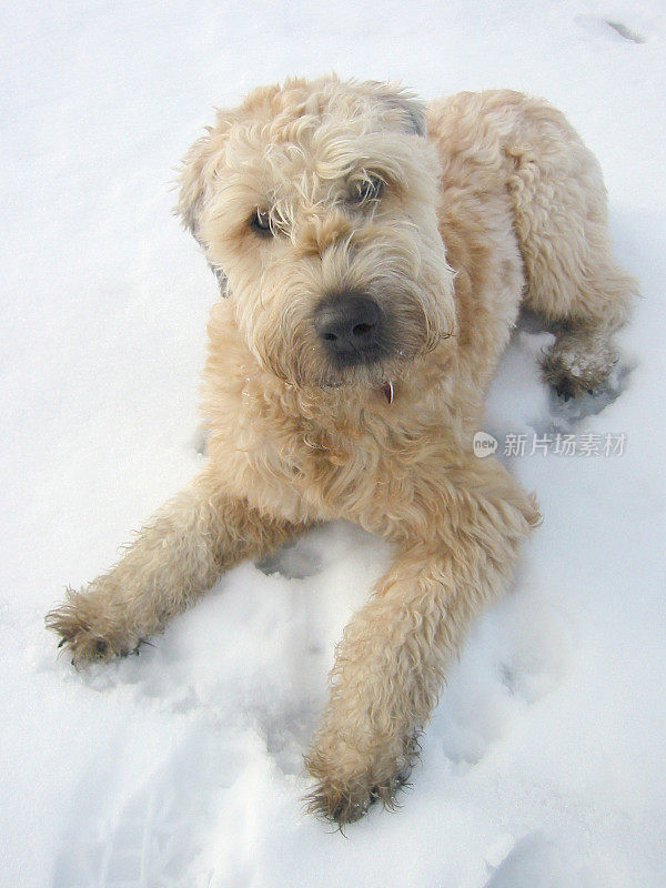 狗在雪地