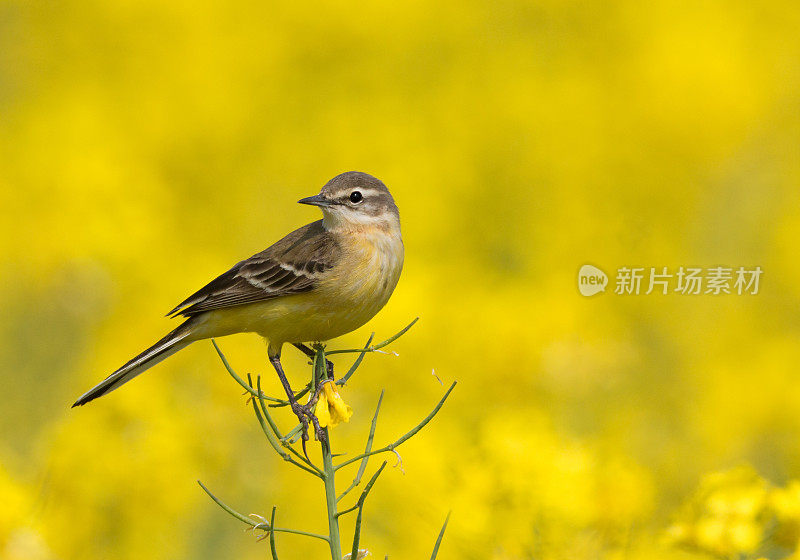 西部黄Wagtail(莫塔西拉黄)