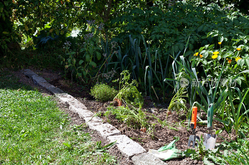 种植胡萝卜和韭菜的菜地